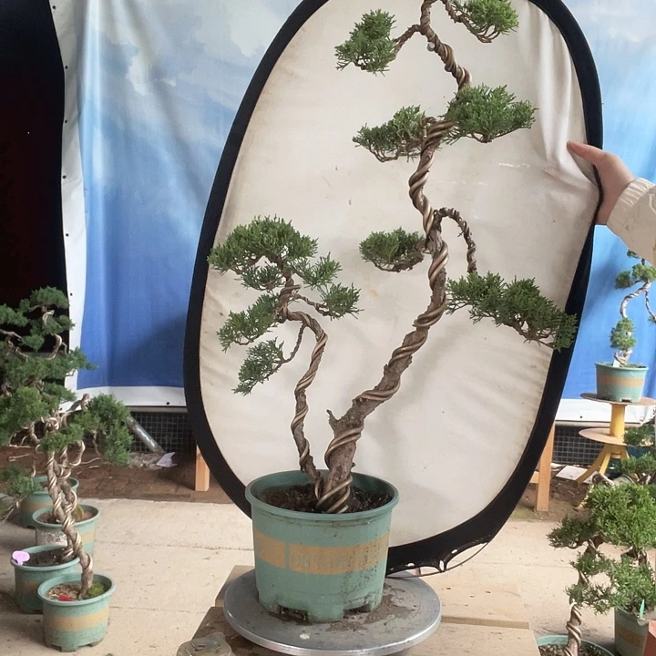 无花朵济州真柏盆景老桩