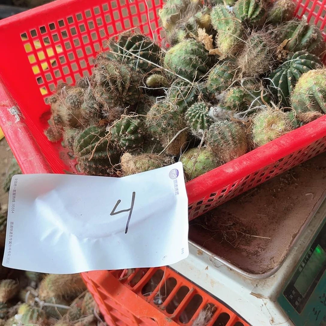 贞*4 混品侧牙瑕笔无售后