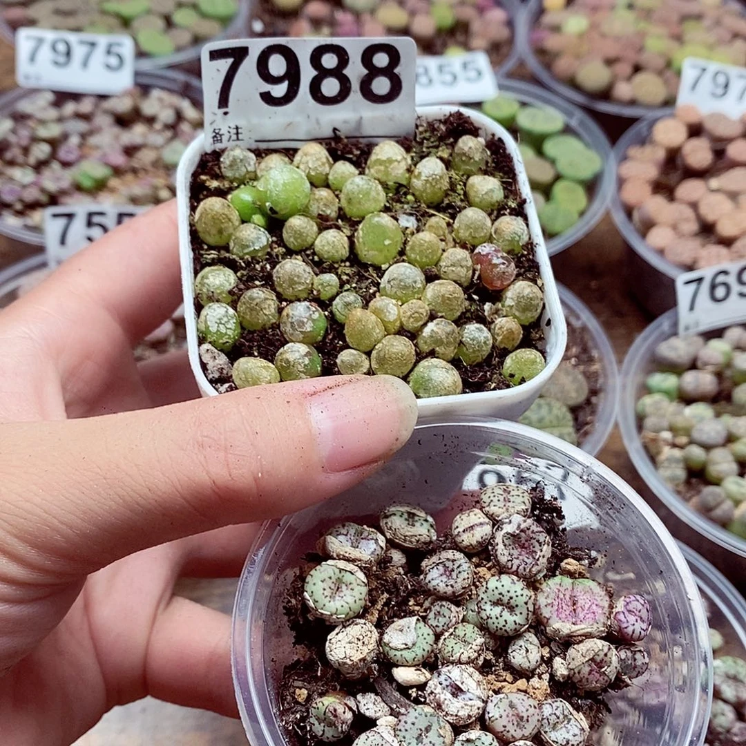 初***秋7988安贞灯泡混合