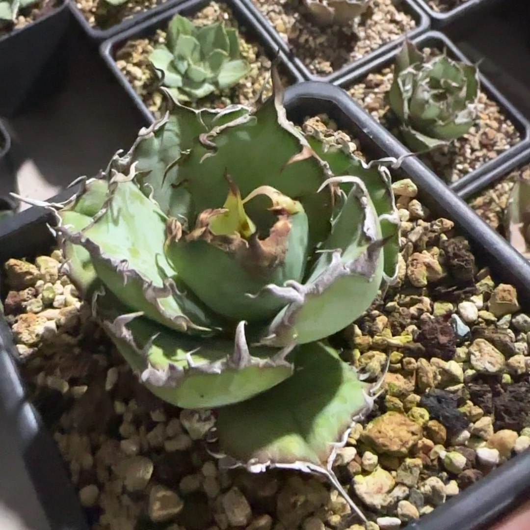 白鲸仁王冠龙舌兰