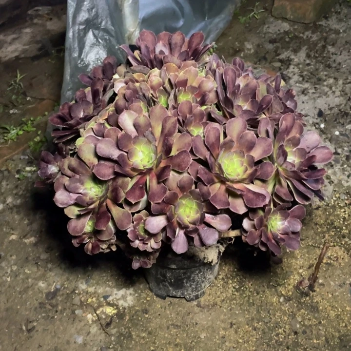 46荷兰玫瑰多肉植物