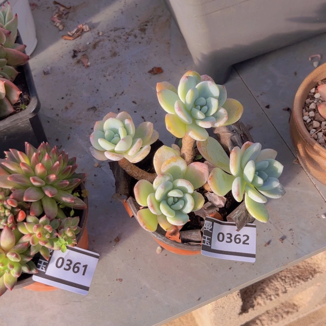 冷香多肉植物0362