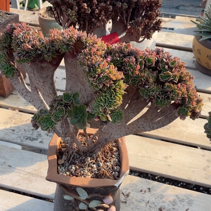 多肉的大肉都要长胖一点呀