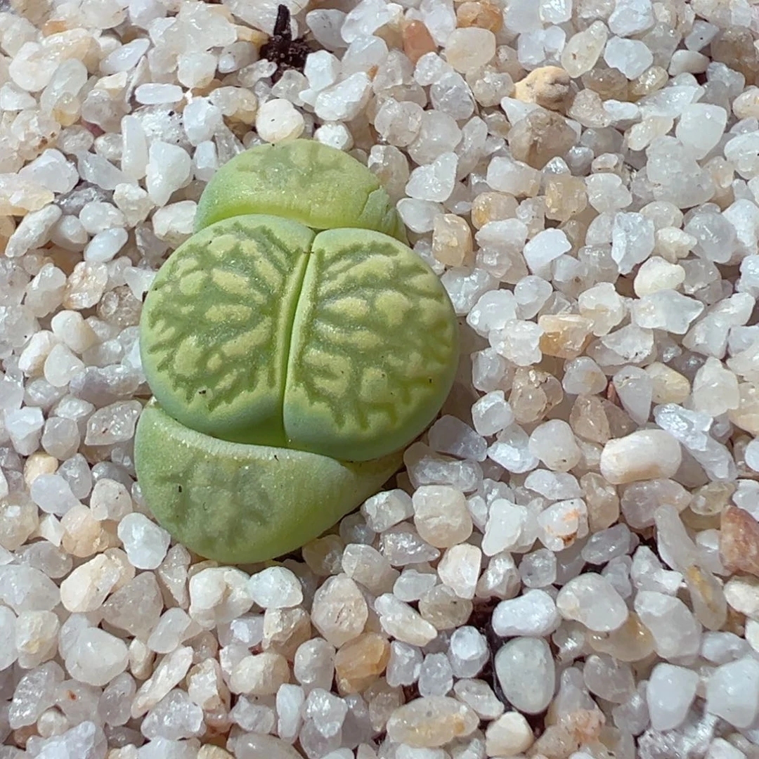 豆***210-280.我的小伙伴