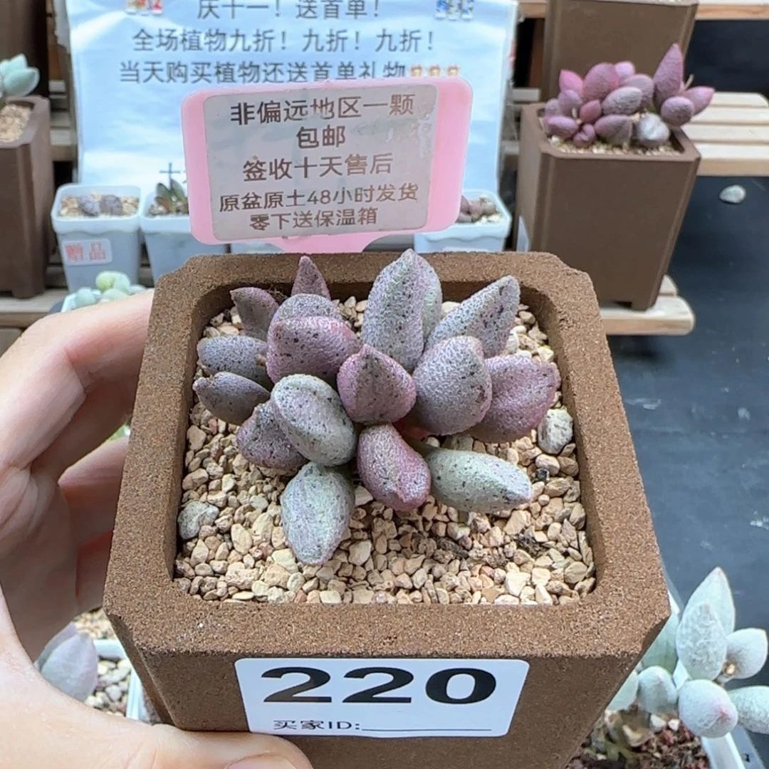 H*220黑酱多肉植物