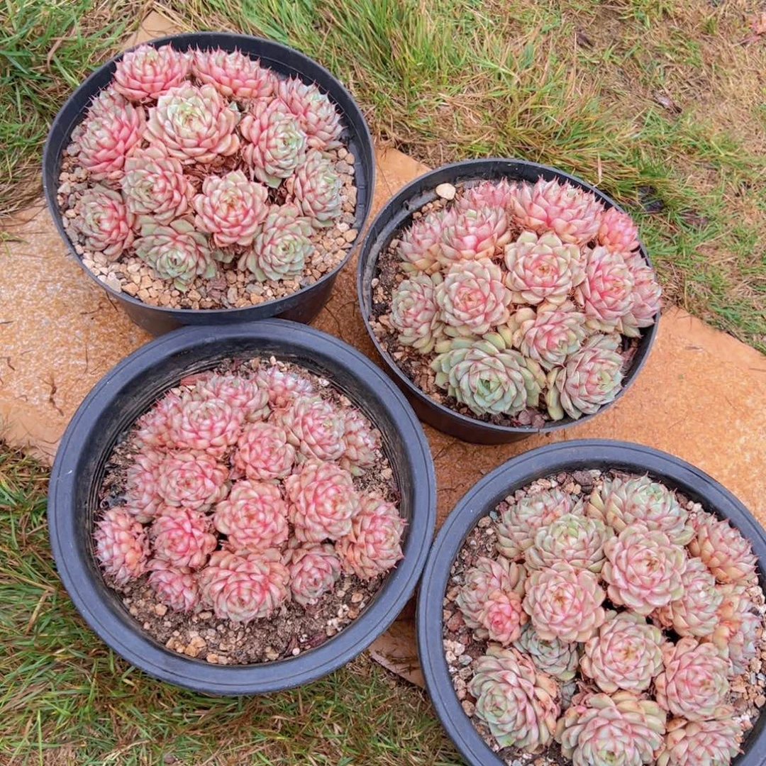 一物一拍多肉植物