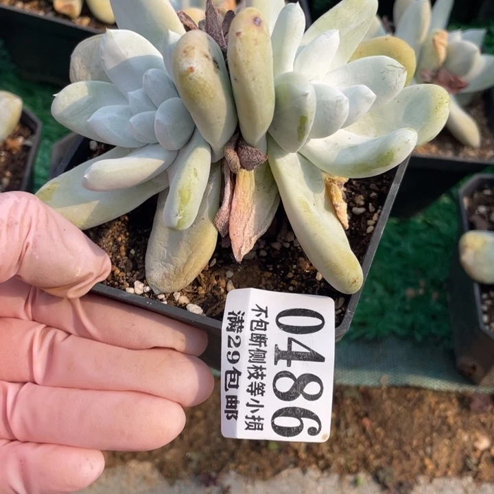 半*紗486号红拇指多肉植物