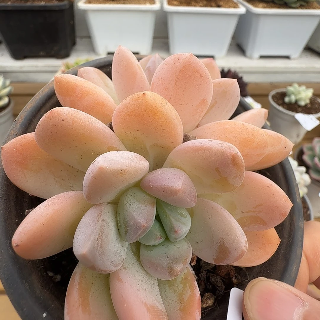 双头香芋1111110-129