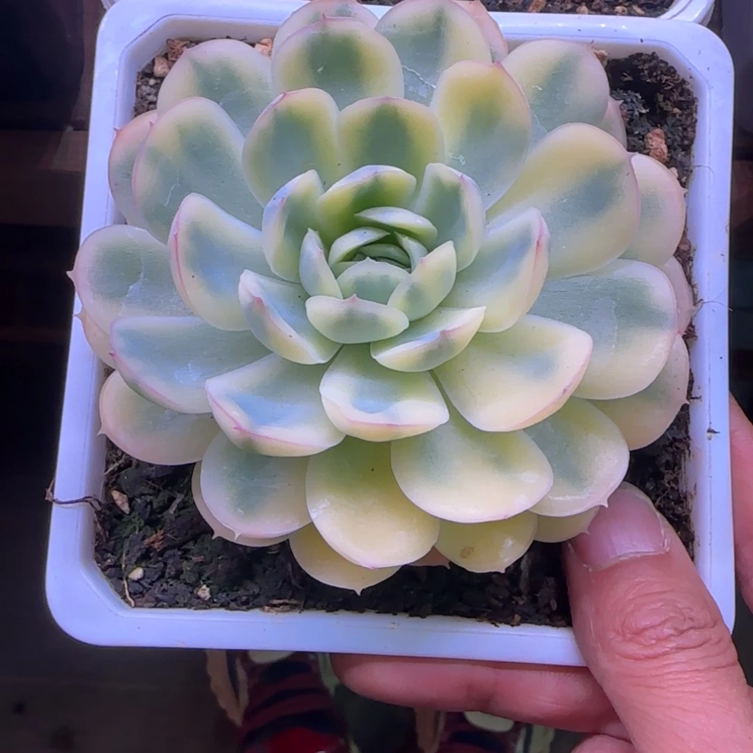 F****cFan多肉植物草莓冰