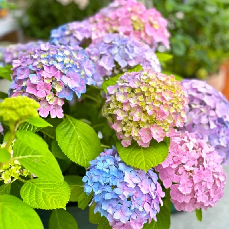 渐变色【姹紫嫣红】绣球多季开花花期长室内室外地栽盆栽阳台庭
