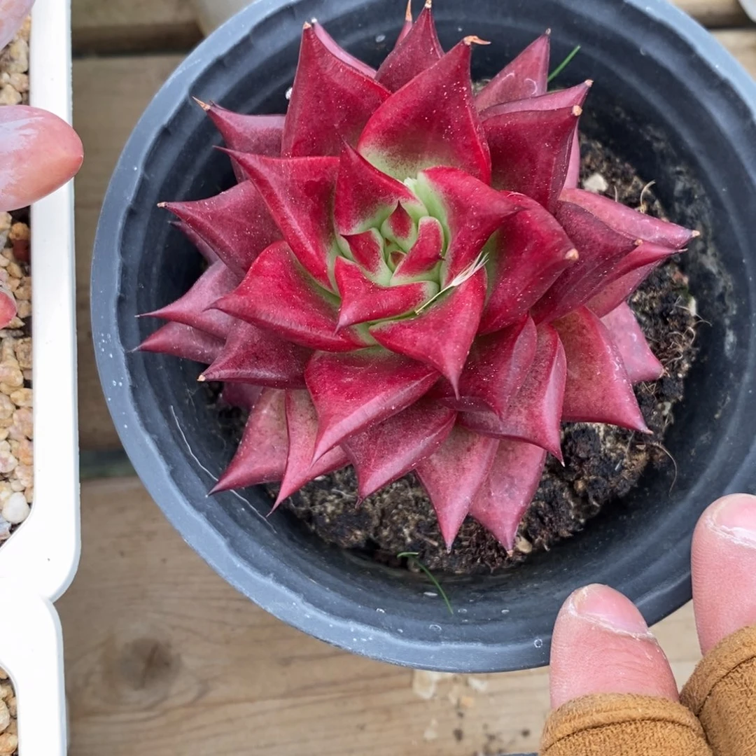 健健康康快快乐乐多肉满38包邮-