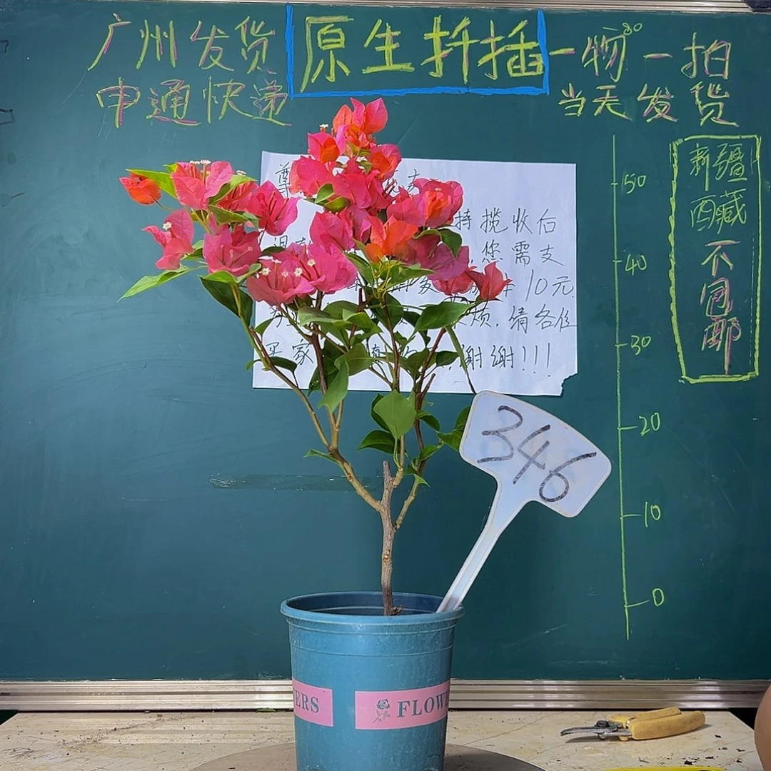 当前无花栽培后可以开花  暗斑夕阳红  346