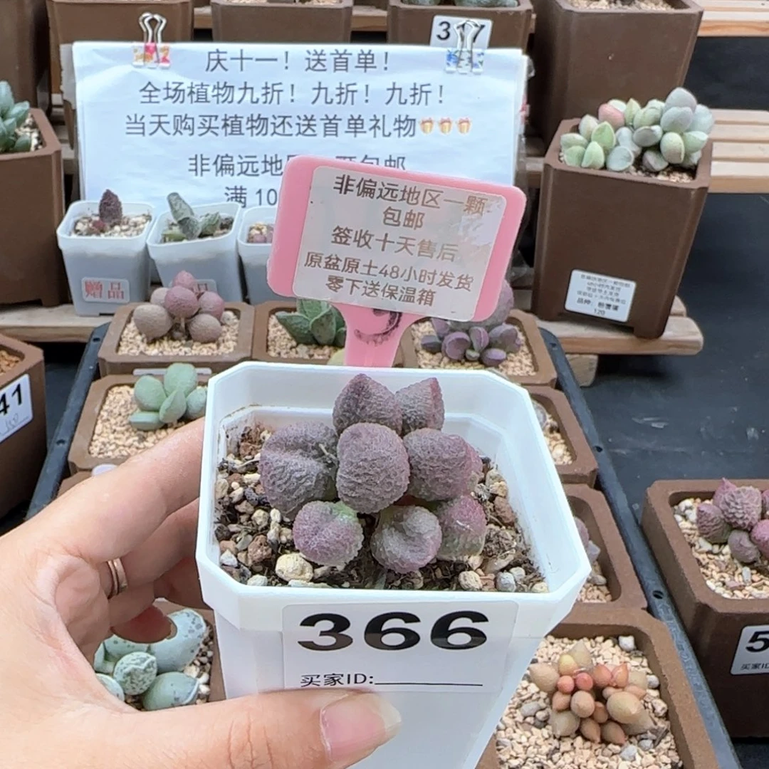 366水蜜桃多肉植物