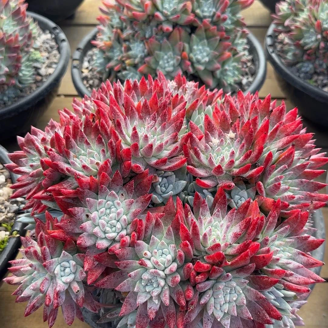 春****?20250131春暖花开a 014