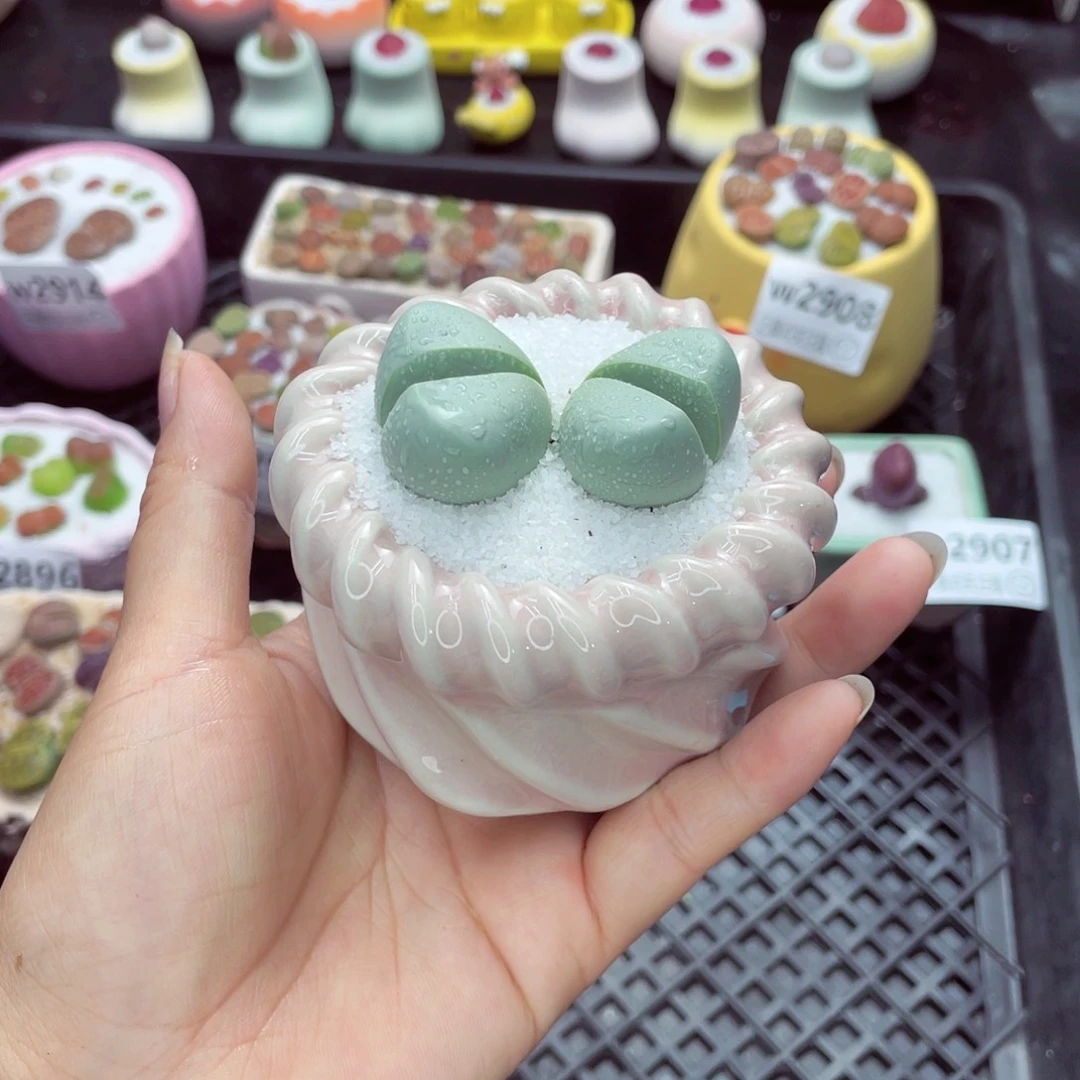 眼**饭w2915 带盆土发货一物一拍