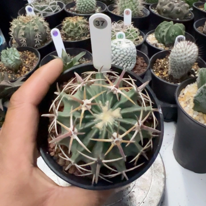 完全开放实生凌波带盆发货