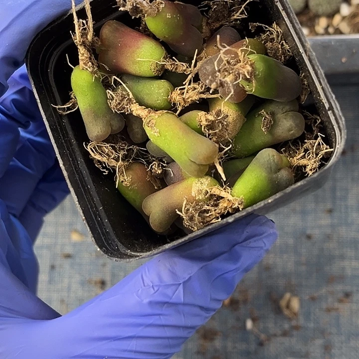 脱土发，满28包邮，风铃福利2