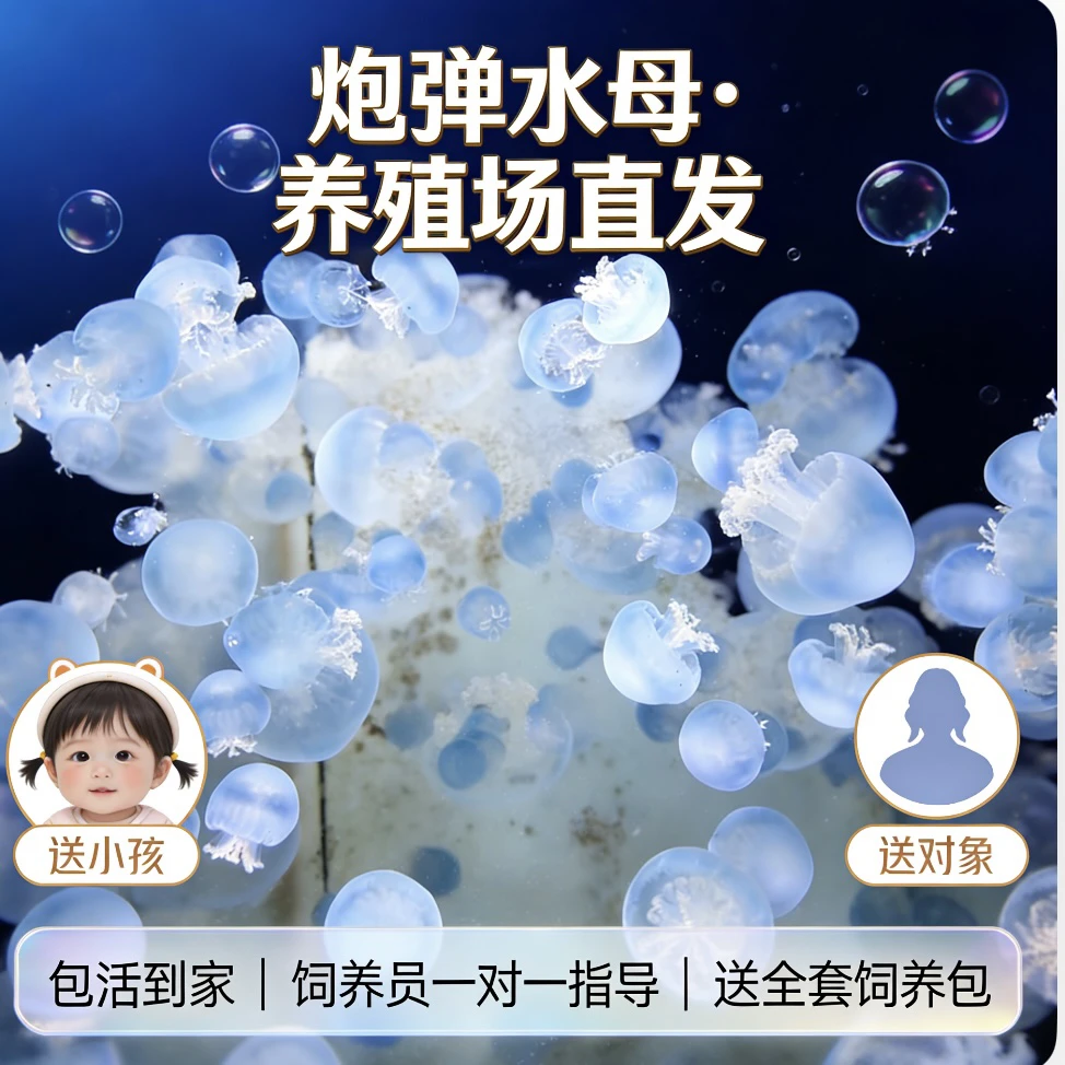炮弹水母养殖场直发 家养办公室养观赏 圣诞新年送小孩女朋友礼物