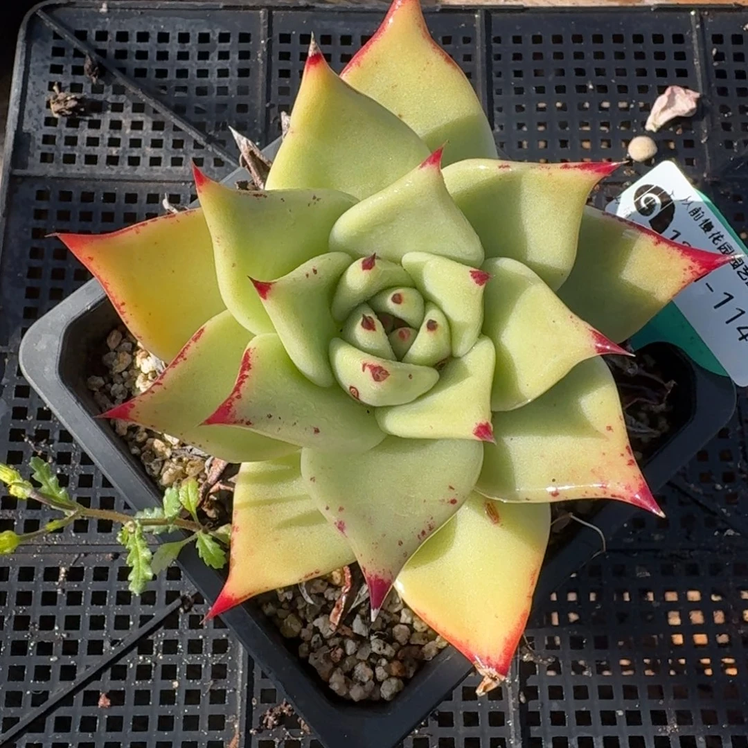 从前慢多肉精选编号1201.114