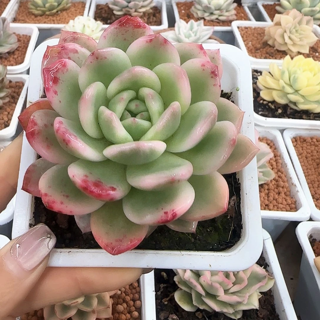 梦露锦多肉植物锦