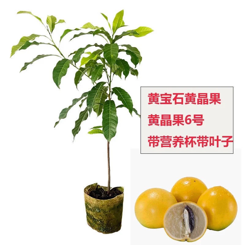 正品嫁接黄晶果苗大果品种原土带叶发货黄晶果树苗