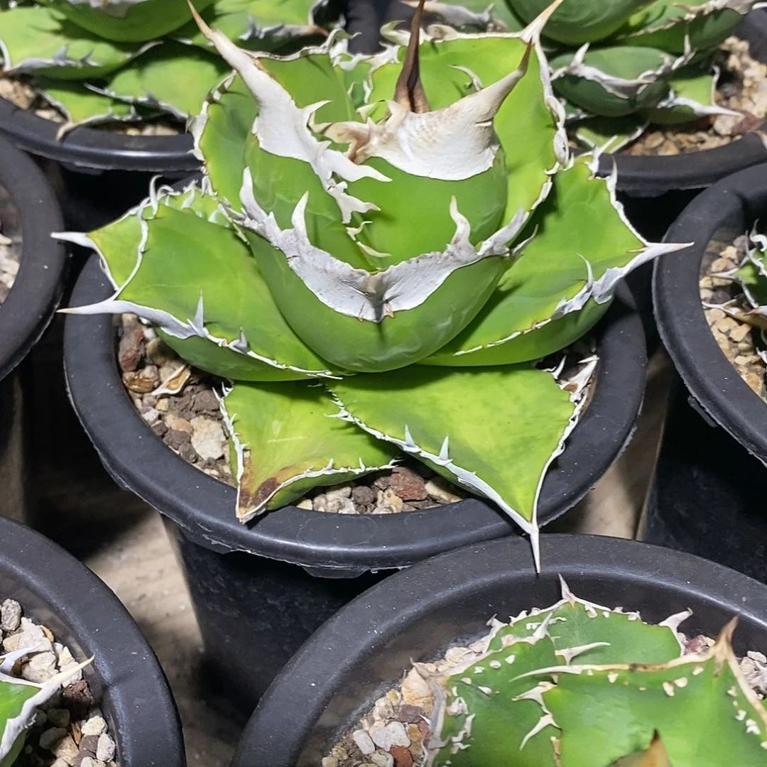 多肉植物龙蛇兰植物