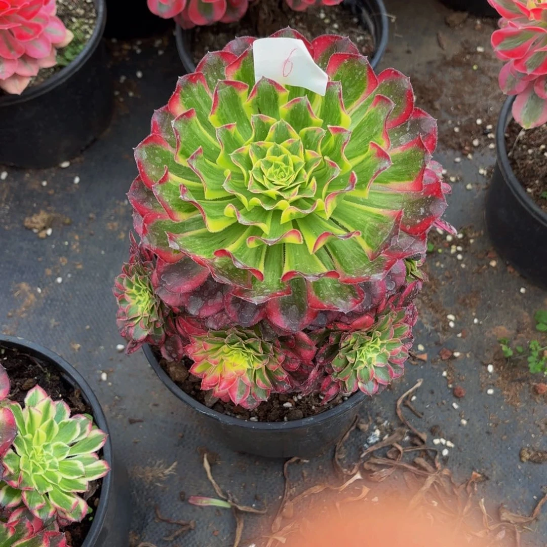 云南天合法师多肉6号