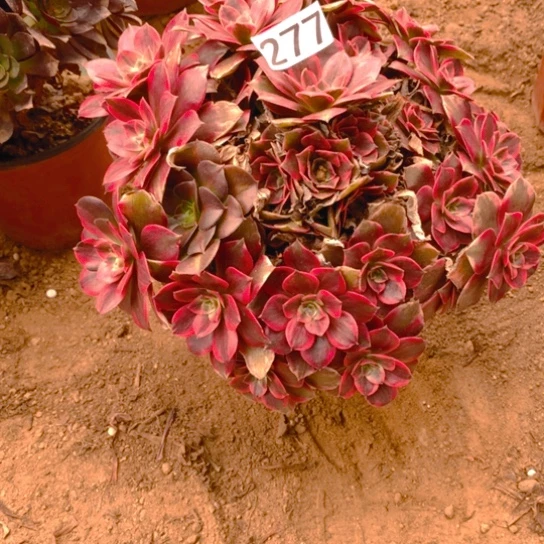 无花朵277多肉植物浣纱