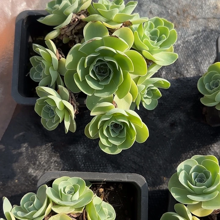 冷***殇山地玫瑰一物一拍脱土发，1不包断侧芽