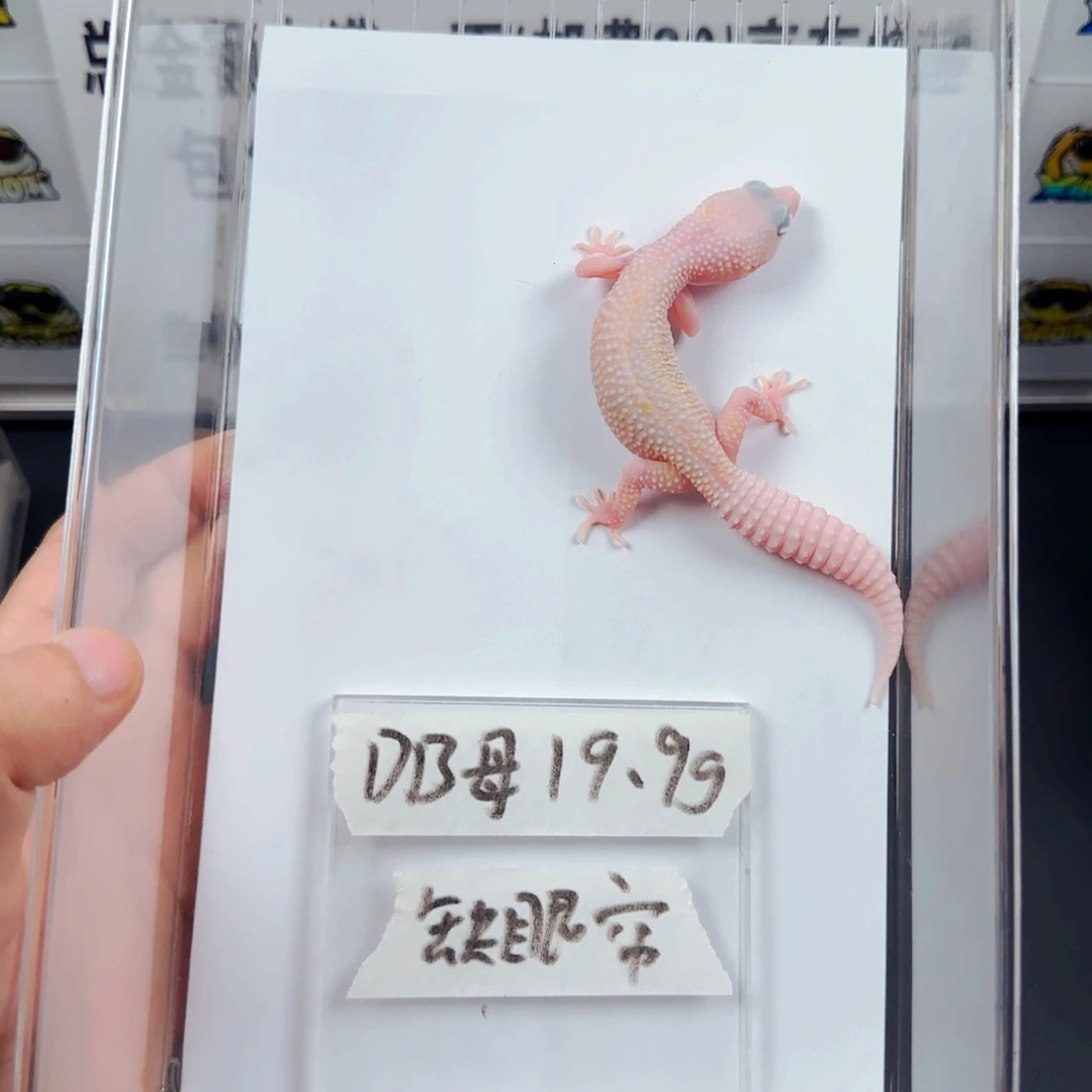 豹纹守宫豹纹守宫