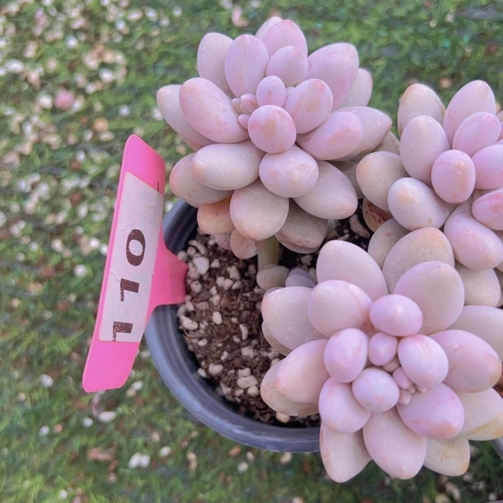 健健康康平平安安