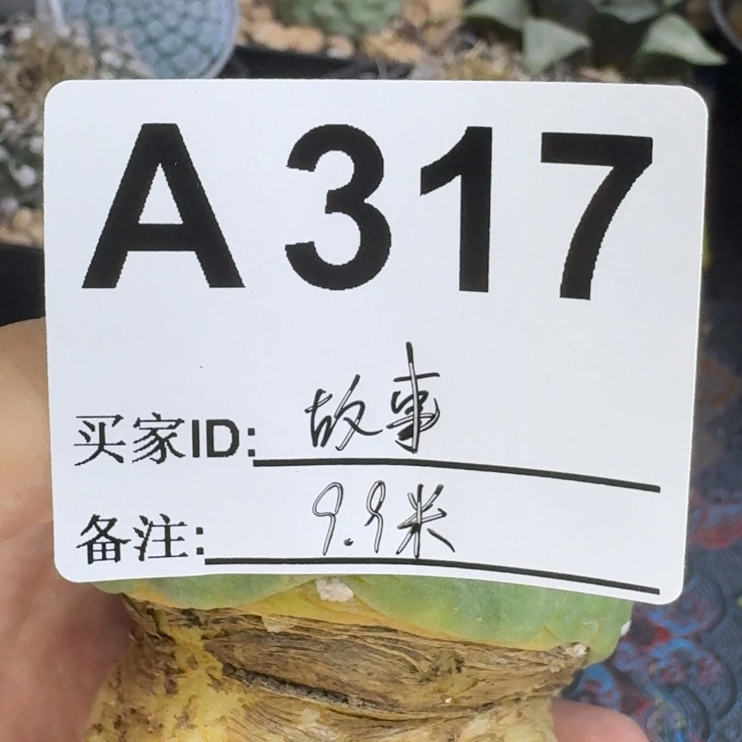 故***了福利实生仙人球仙人球