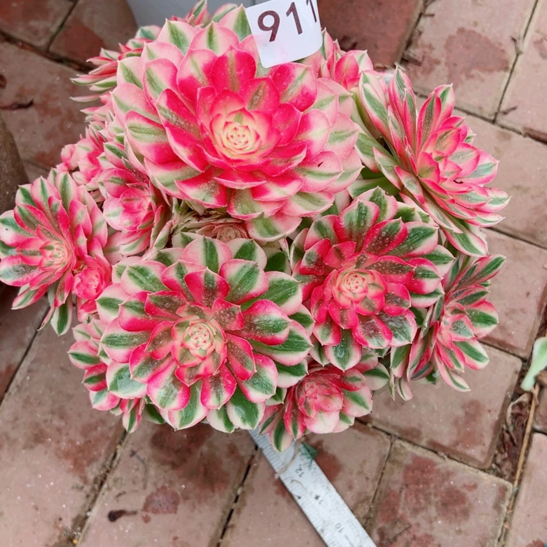 911倾城法师多肉植物