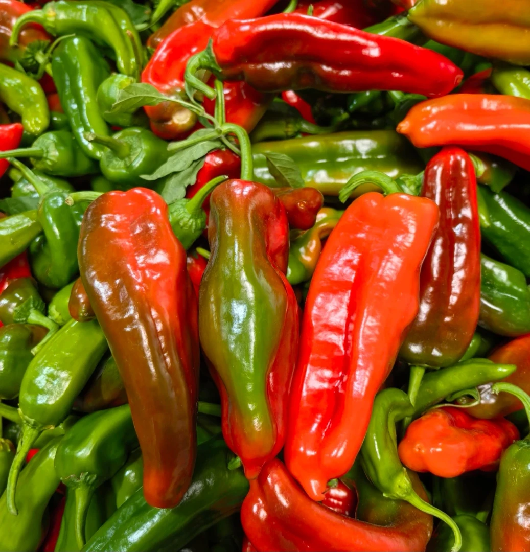 【农家自种】安徽和县彩椒现摘现发新鲜花辣椒多种颜色混装多汁饱满