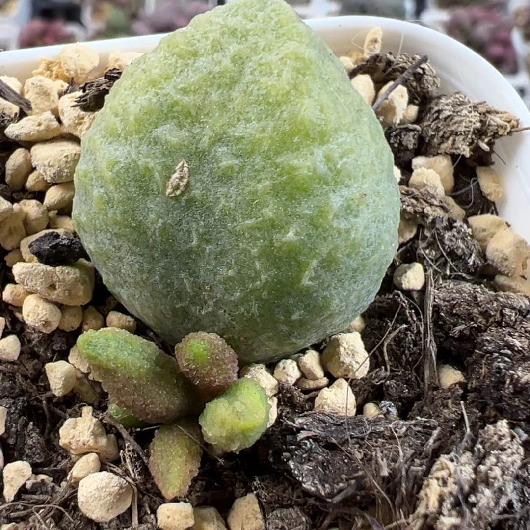 有点小疤特价实生底叶苗纹路款