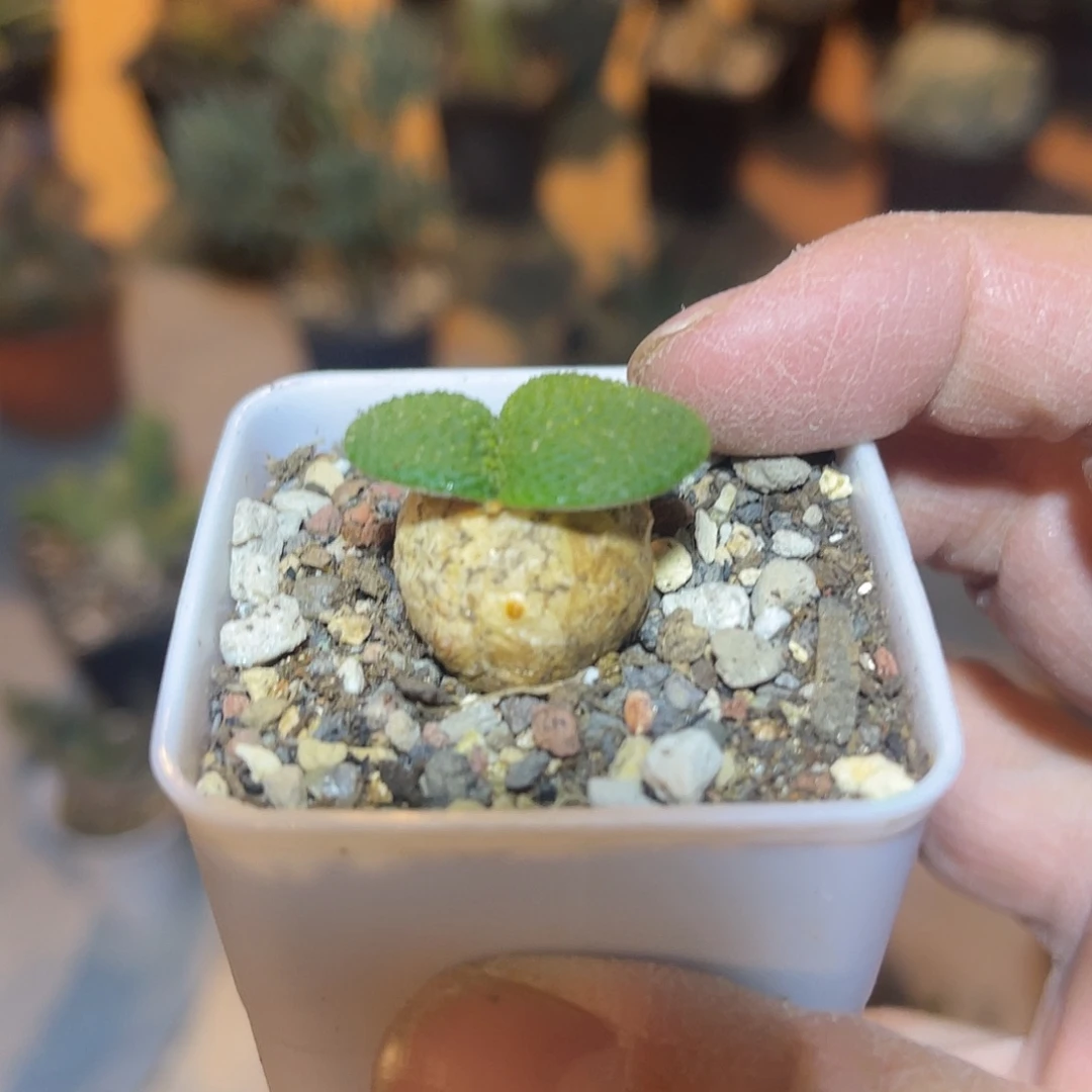 实生钢锉灯台百合