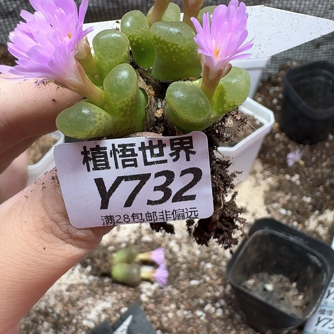 多肉植物多肉植物df