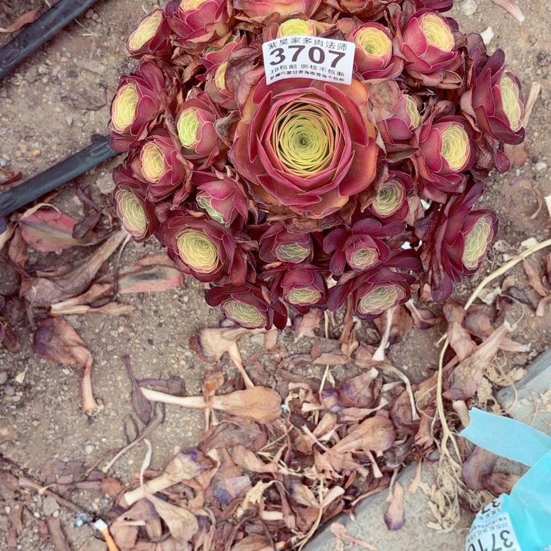 ****哥2棚法师000003707魅金