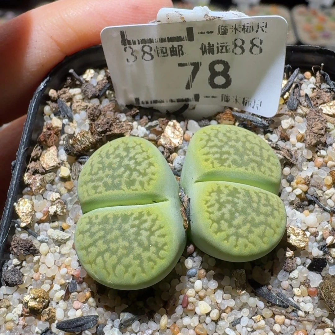 Sss精品清仓价78富贵