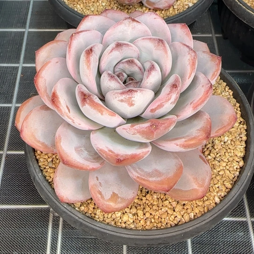 从前慢甄选多肉编号星星雪