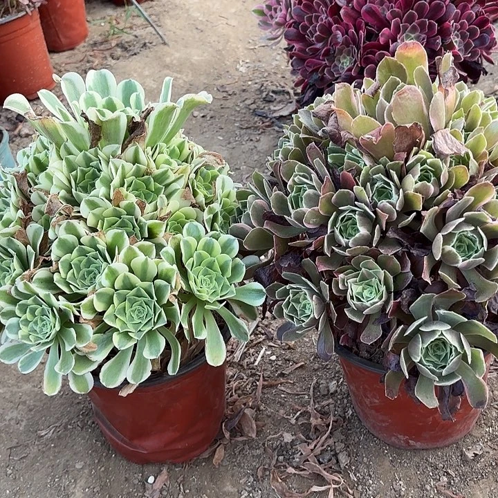 多肉植物绿豆莎，女妖15