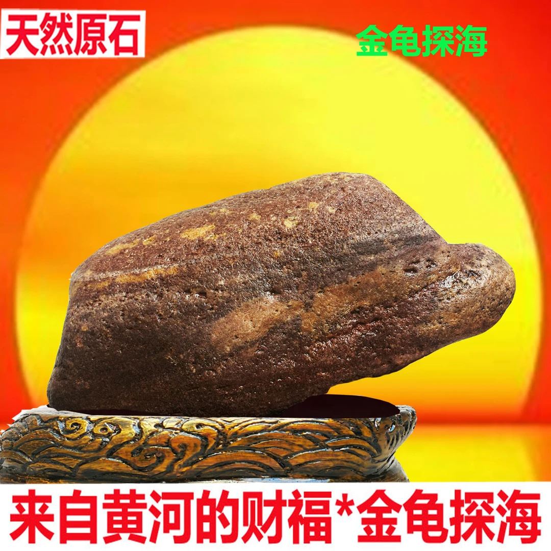 正宗黄河石天然金珠原石寿龟象形石彩红色石头祝贺寿礼品奇石摆件