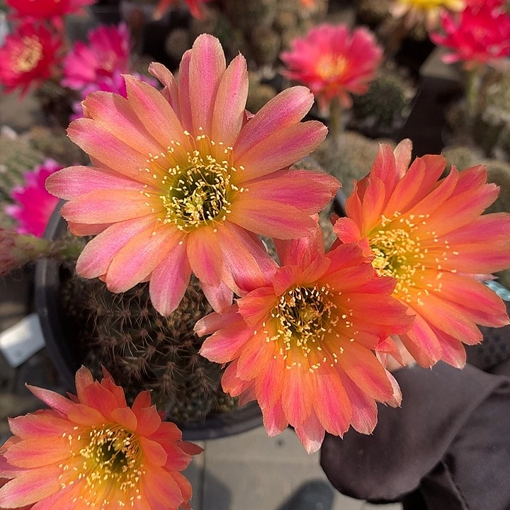 438 落地自根9厘米盆19包邮