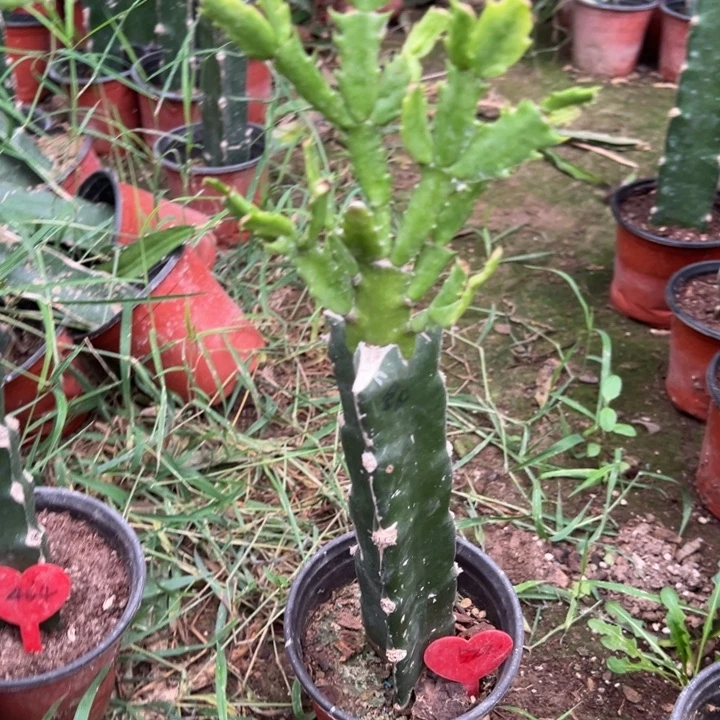 龙***祥当前无花栽培后可以开花冬日522