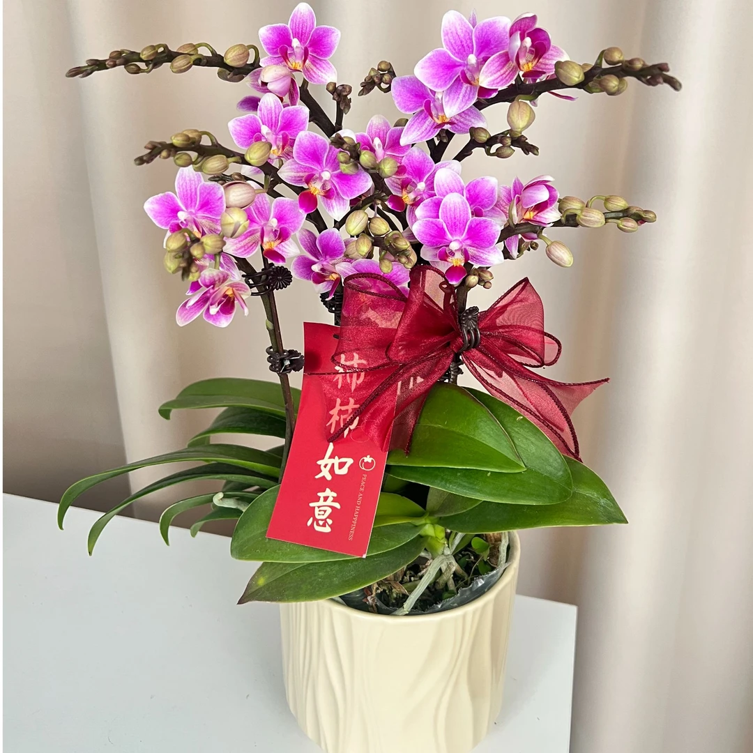 高品质组盆【香格里拉】蝴蝶兰宵花爆款 花期超长带花带苞