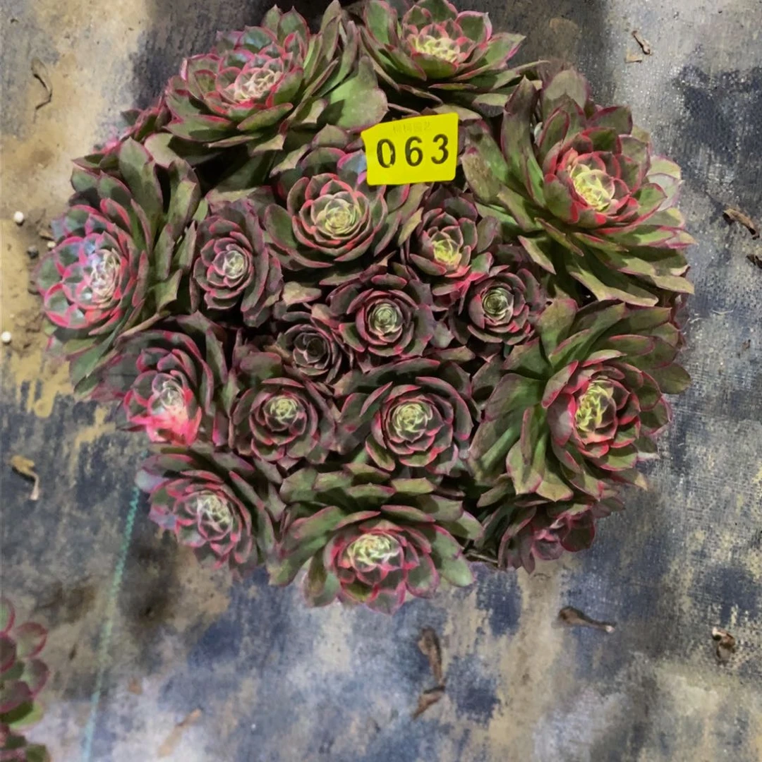 Z*Q多肉000063粉花妖