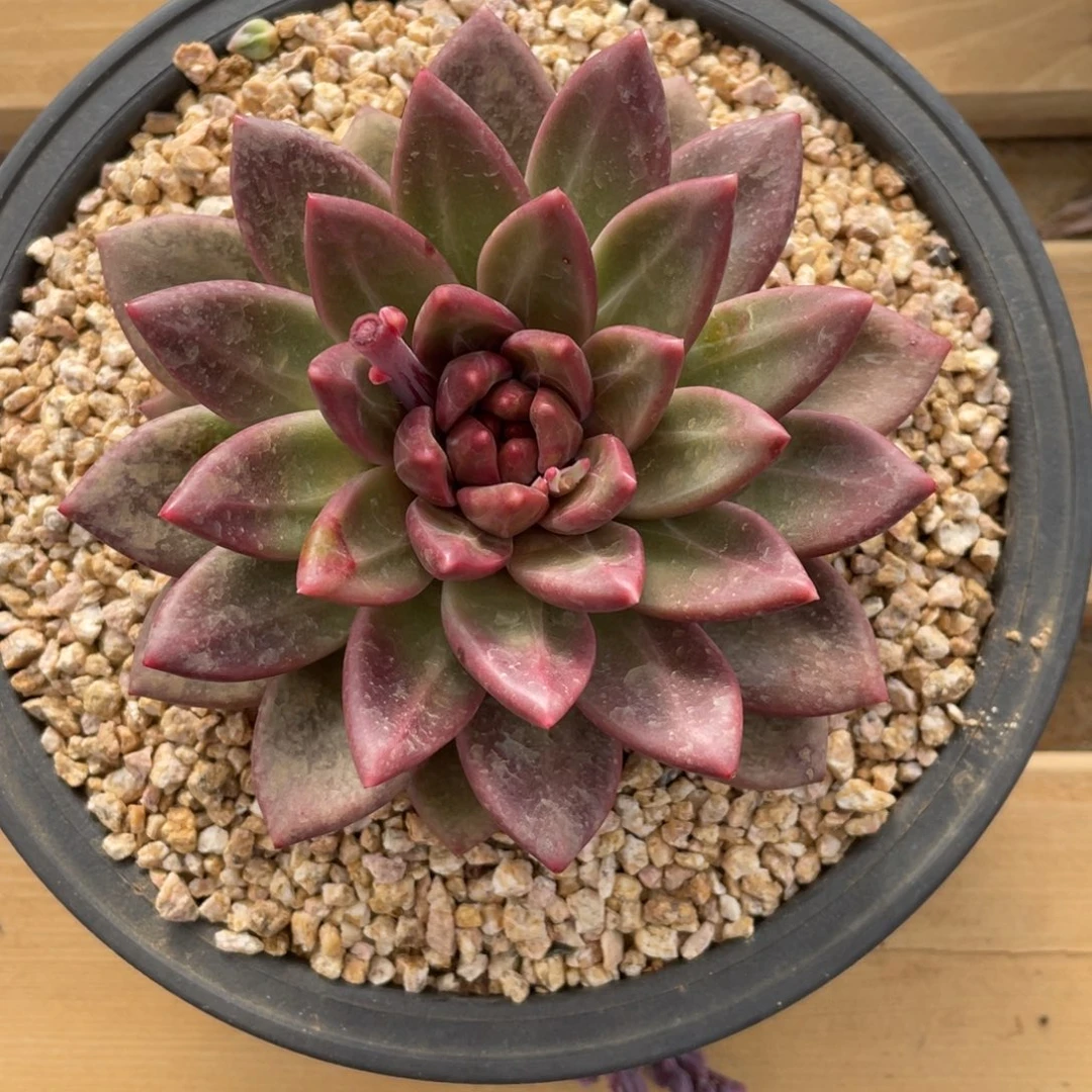 迷雾泡泡冠幅12 公分一物一拍