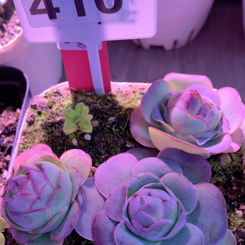 【闪购商品】yjj410三颗