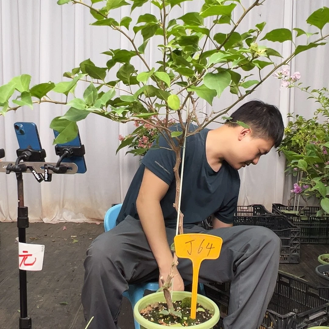 好***佳当前无花栽培后可以开花J64金色光辉