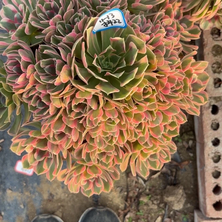 邀月多肉法师不包损22